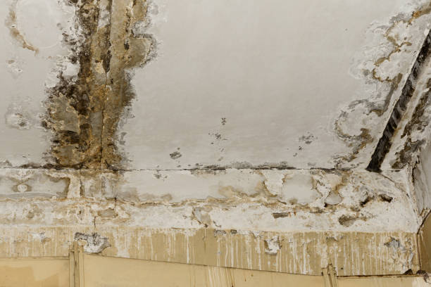 Best Mold Prevention Services  in Mount Oliver, PA